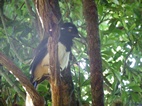 La diversidad de flora y fauna en el Parque Nacional de Iguazu es enorme