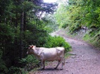 Camino hacia las Piscinas de aguas termales en Borjomi Mineral Water Park