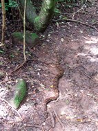 Boa constrictor de 2 mts de llarg, Parque Nacional Rincón de la Vieja