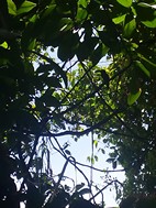 Tucn posado en la rama, Caminata en el Parque Natural Tortuguero