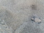Cra de tortuga recien salida del nido, Tortuguero