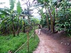 Village walk, Buhoma