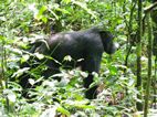 Ximpanzés, Kibale National Park