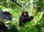 Ximpanzés, Kibale National Park