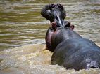 Pelea de hipopótamos, Ishasha