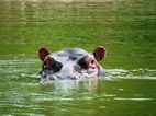 Hipopótamo, Kazinga Channel
