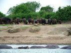 Bufalos e hipopótamos, Kazinga Channel