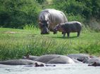 Hipopótamos, Kazinga Channel
