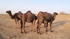 Camellos en el Desierto de Kavir