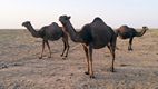 Camellos en el Desierto de Kavir