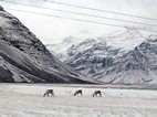 Grupo de renos junto a la carretera