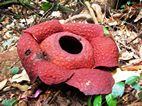 Rafflesia, Gunung Gading NP