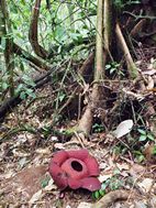 Rafflesia, Gunung Gading NP