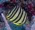 eight banded butterfly fish