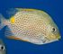 golden rabitfish