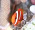 tomato anemonefish