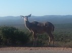 Kudu femella
