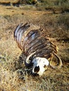 Esqueleto de bfalo