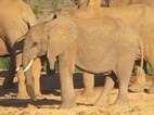 Elefantes en Addo Elephant National Park