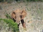 Elefante en Addo Elephant National Park