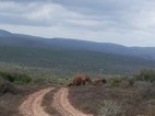 Elefants menjant al costat del camí