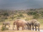 Elefants a Addo Elephant National Park