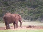 Elefante compartiendo charca con unos facoqueros