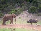 Elefante compartiendo charca con un búfalo