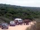 Elefants creuant un camí entre els cotxes