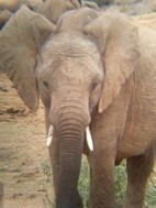 Elefantes en Addo Elephant National Park