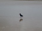 African black oyster-catcher, passeig per la platja des de Brenton-on-sea fins Buffalo Bay