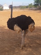 Highgate Ostrich Farm