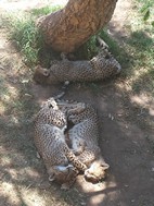 Guepardos durmiendo la siesta, Cango Wildlife Ranch