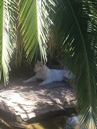 Tigre blanco, Cango Wildlife Ranch