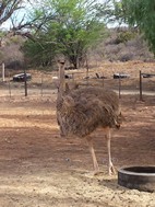 Highgate Ostrich Farm