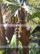 Lemur, Cango Wildlife Ranch