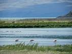 Flamencos en la Laguna Nimez, El Calafate