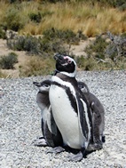 Pingüinera de Punta Tombo