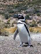 Pingüinera de Punta Tombo