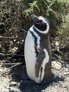 Pingüinera de Punta Tombo