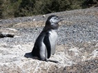 Pingüinera de Punta Tombo