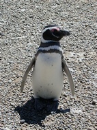 Pingüinera de Punta Tombo