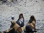 Lobos marinos en el puerto de Rawson