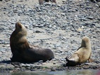 Lobos marinos en el puerto de Rawson