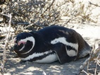 Pingüinera de Punta Tombo