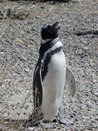 Pingüinera de Punta Tombo
