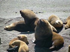 Lobos marinos en Punta Norte, Península Valdés