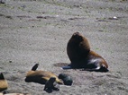 Lobos marinos en Punta Norte, Península Valdés