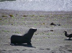 Cria de lobo marino en Punta Norte, Península Valdés