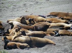 Lobos marinos en Punta Norte, Península Valdés